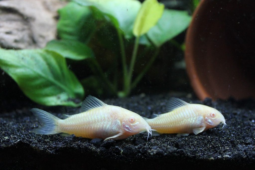Two cory catfish hang out on the bottom of the tank