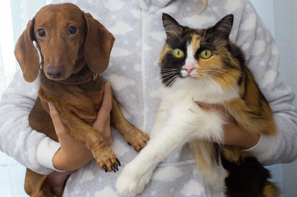Pet parent holds their cat and dog
