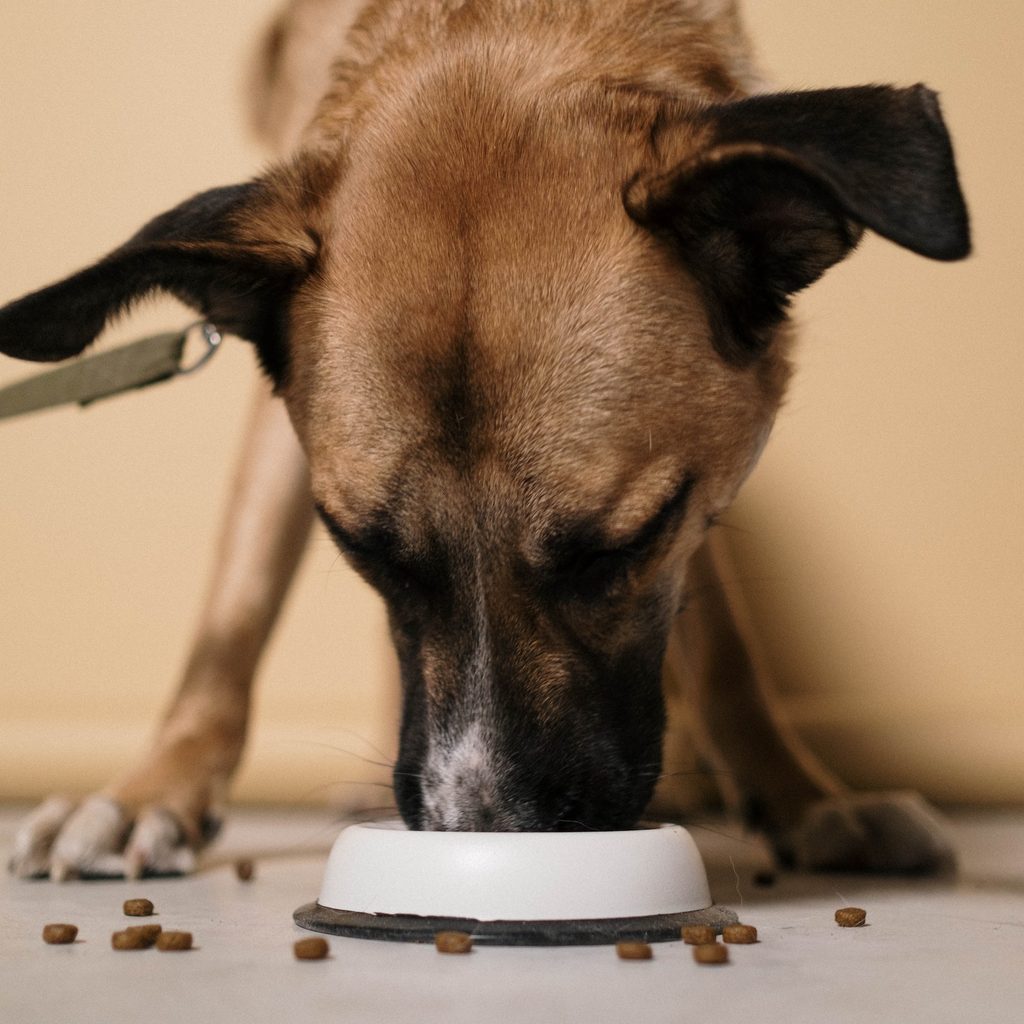 A close up view of a dog eating kibble from a bowl