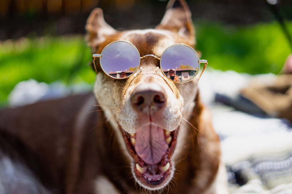 A dog sitting outside wears round sunglasses and opens their mouth