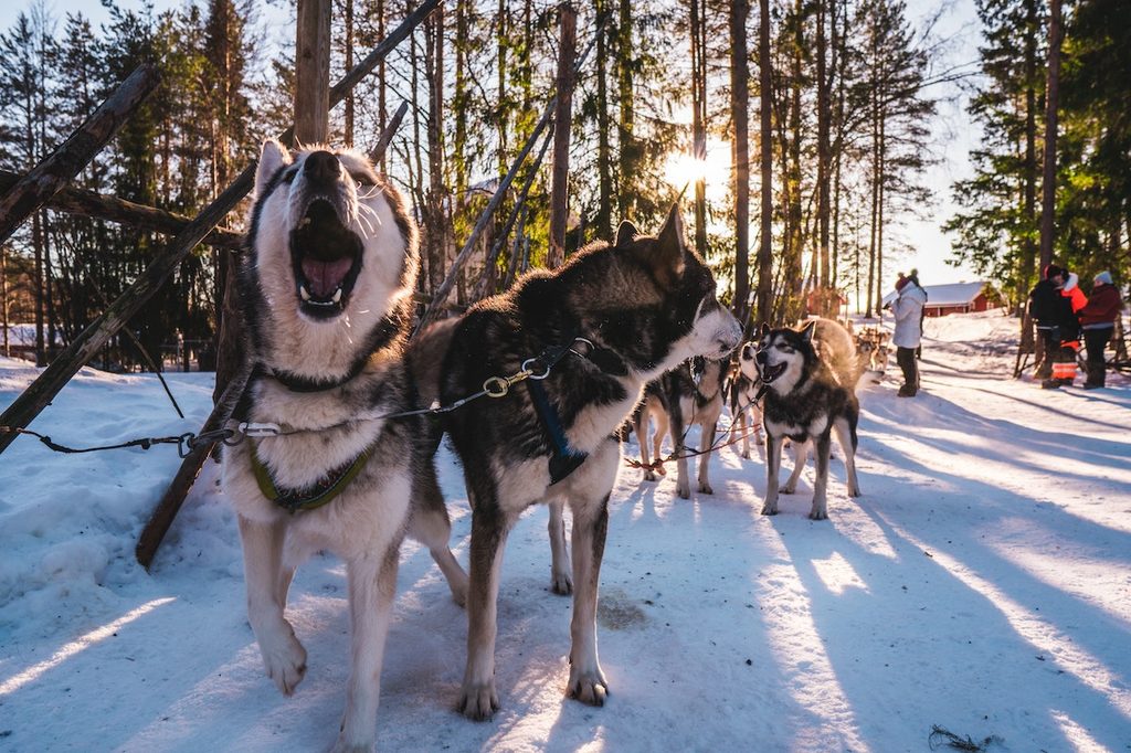 A team of huskies stand in the snow while the leader makes a fuss