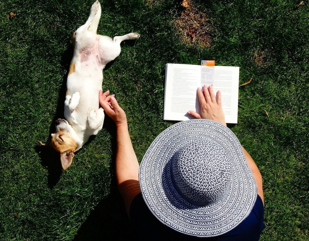 A Jack Russell terrier lies on their back while the owner rubs their belly and reads a book
