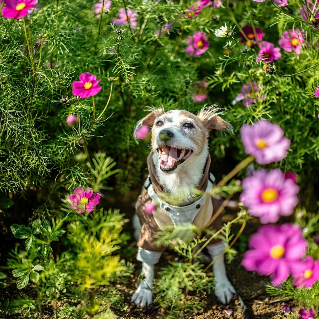 A Jack Russell terrier stands in a flowering bush, looking happy