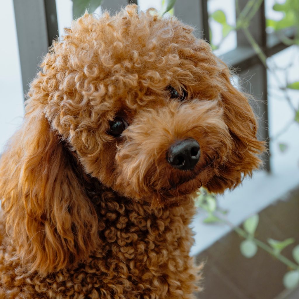 Light brown miniature poodle sitting and looking at the camera