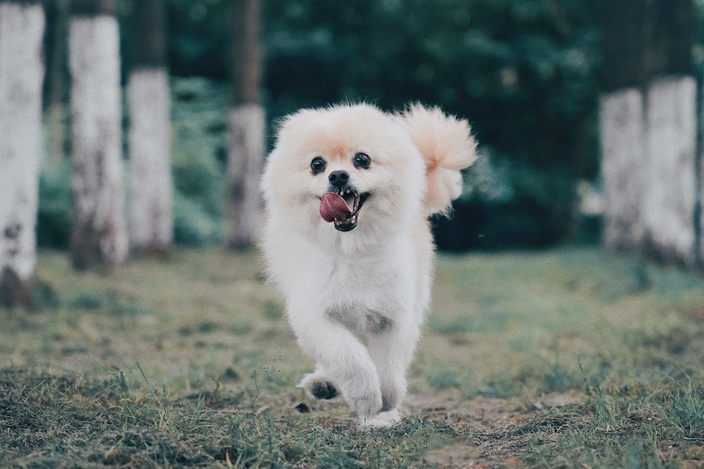 Pomeranian runs with their tongue hanging out