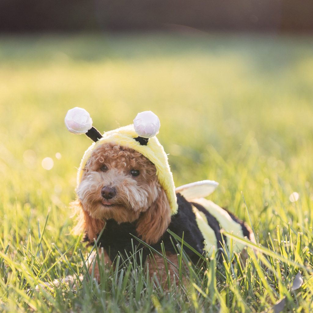 A poodle mix dog dressed in a bee costume sits in a grassy field in the sunshine