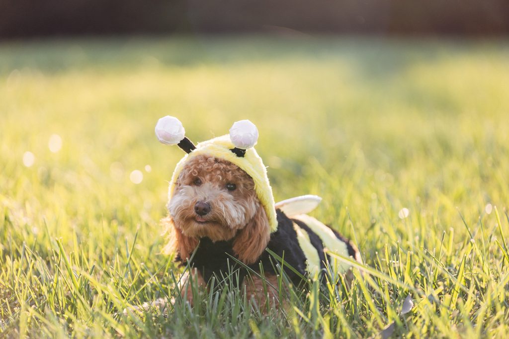 A poodle mix dog dressed in a bee costume sits in a grassy field in the sunshine