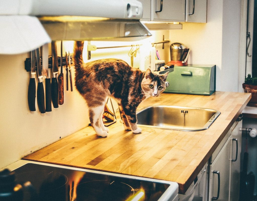 Cat walks on the counter in a kitchen