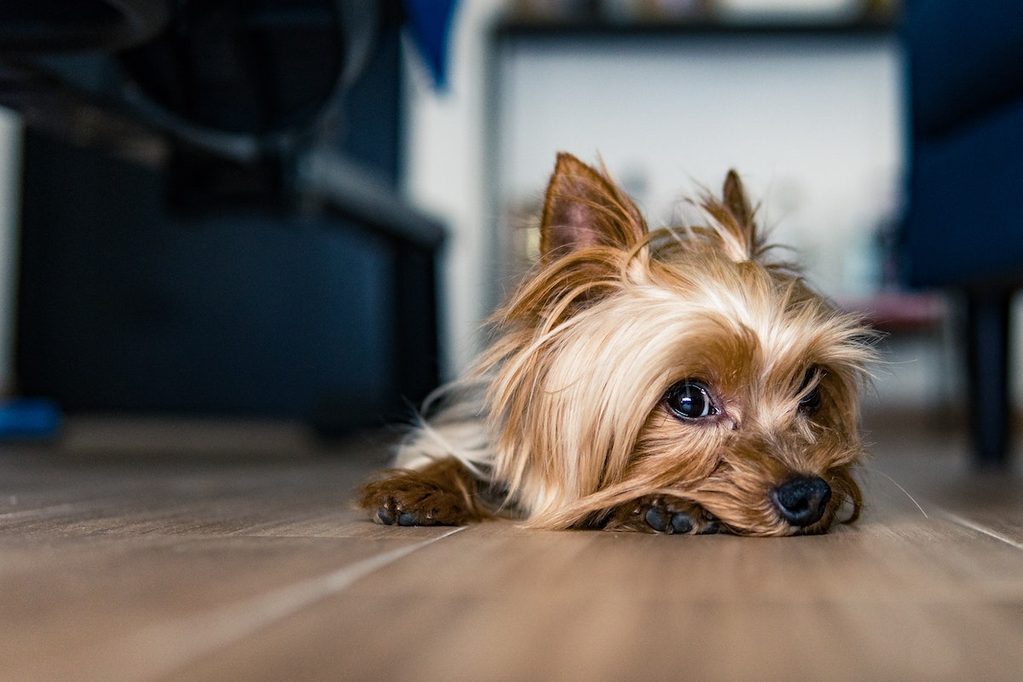 A cute Yorkie on the floor