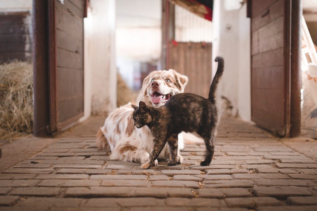 A cat and dog hang out together outside on cobblestones