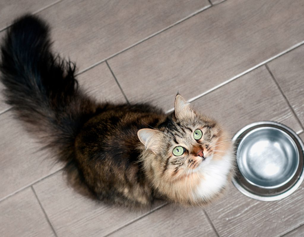 Fluffy cat looks up at her human begging for food
