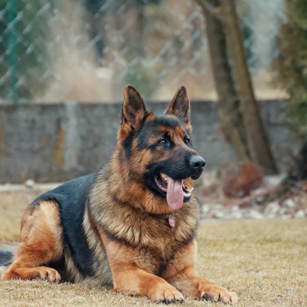 A German shepherd dog lies on the ground with their tongue out happily
