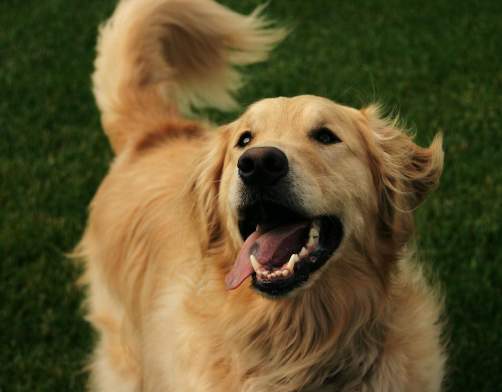 Happy golden retriever outside on the lawn wagging his tail