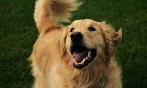 Happy golden retriever outside on the lawn wagging his tail