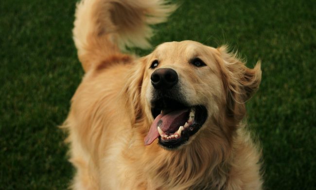 Happy golden retriever outside on the lawn wagging his tail