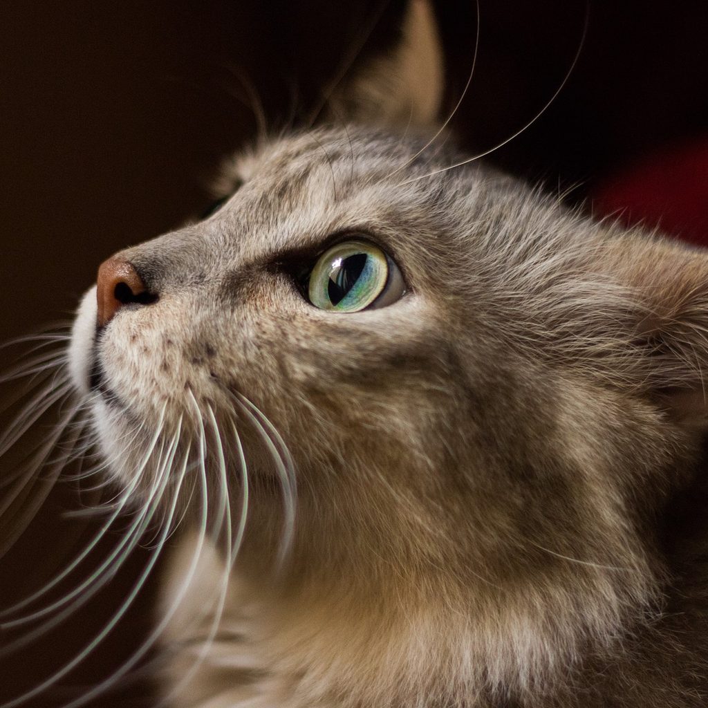 A gray cat's close-up side profile in front of a dark background
