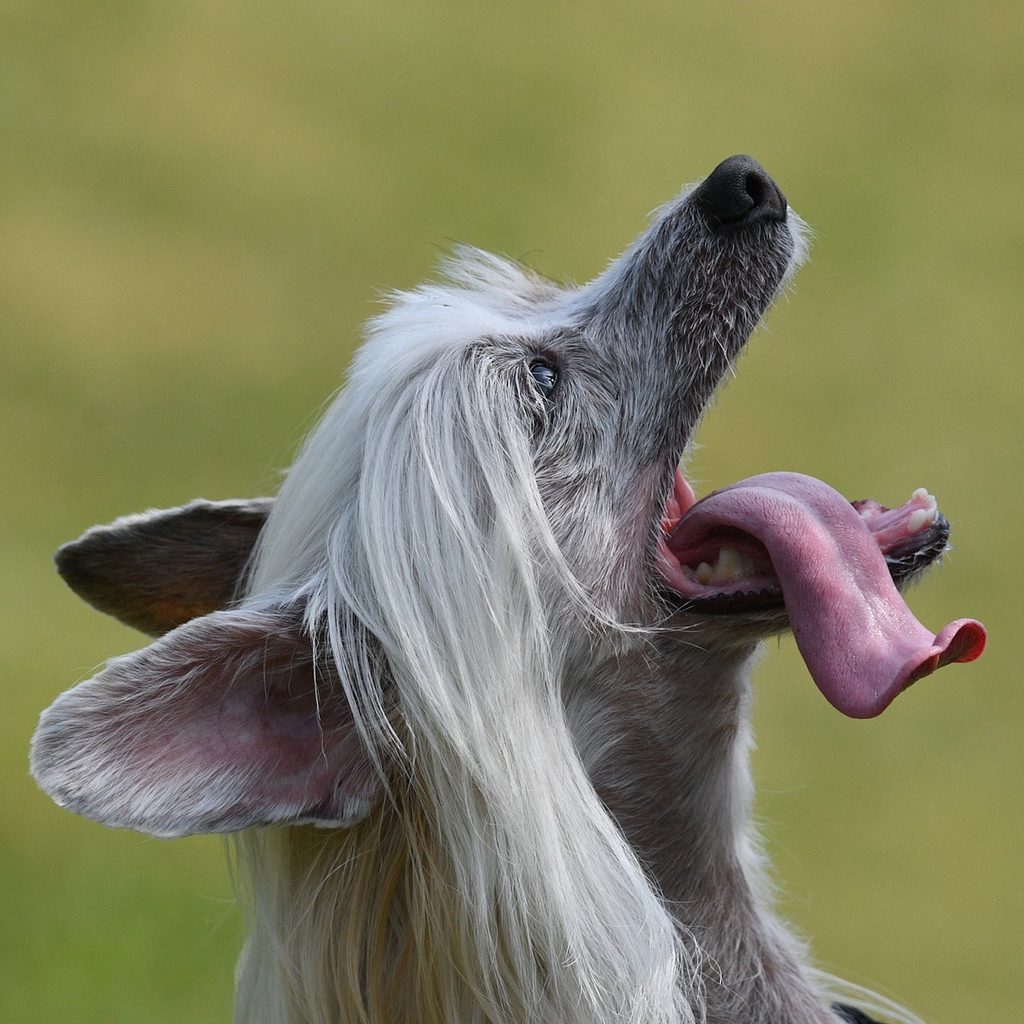 A gray Chinese vrested dog looks up while their tongue hangs out to the side