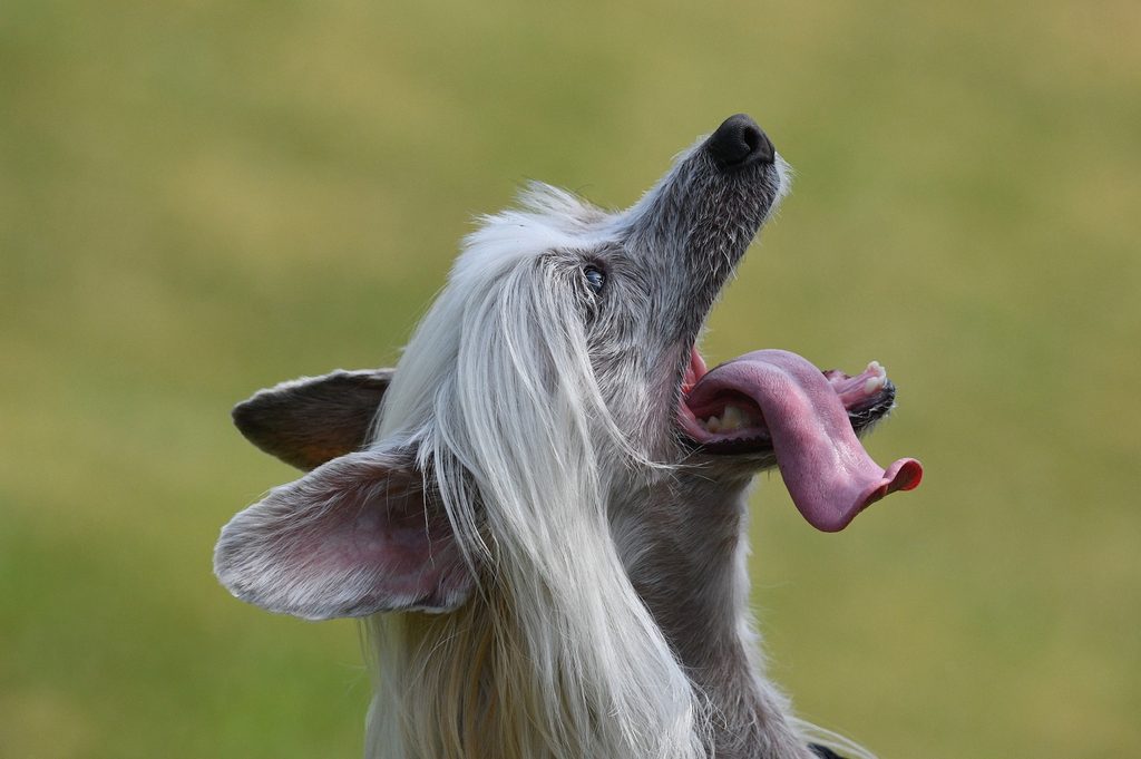 A gray Chinese crested dog looks up while their tongue hangs out to the side