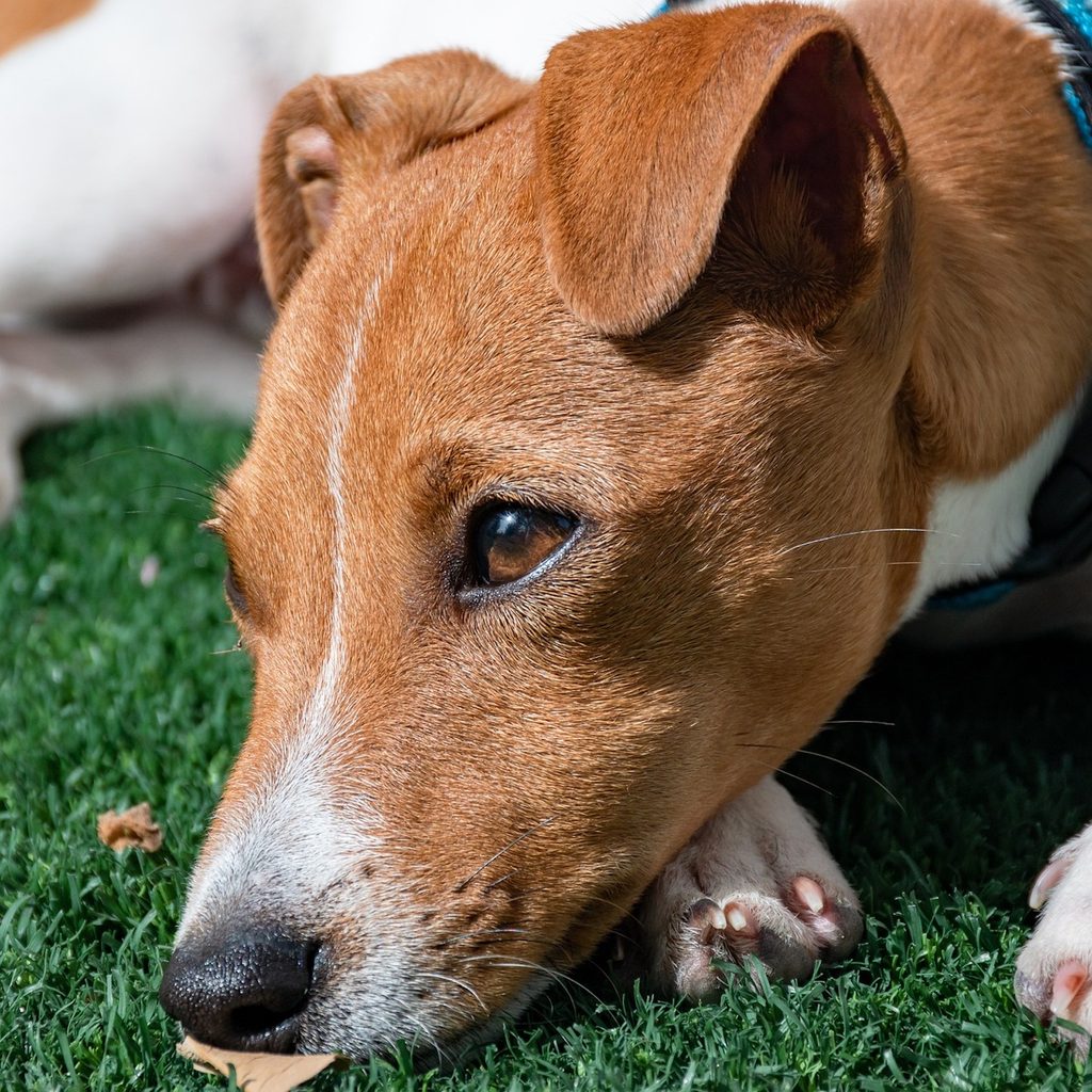 A Jack Russell terrier lying in the grass