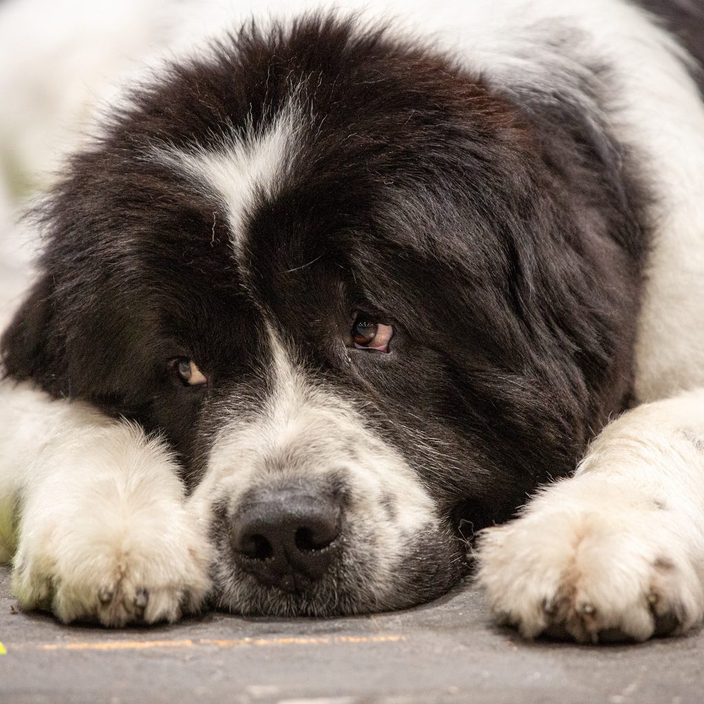 Newfoundland dog lying down