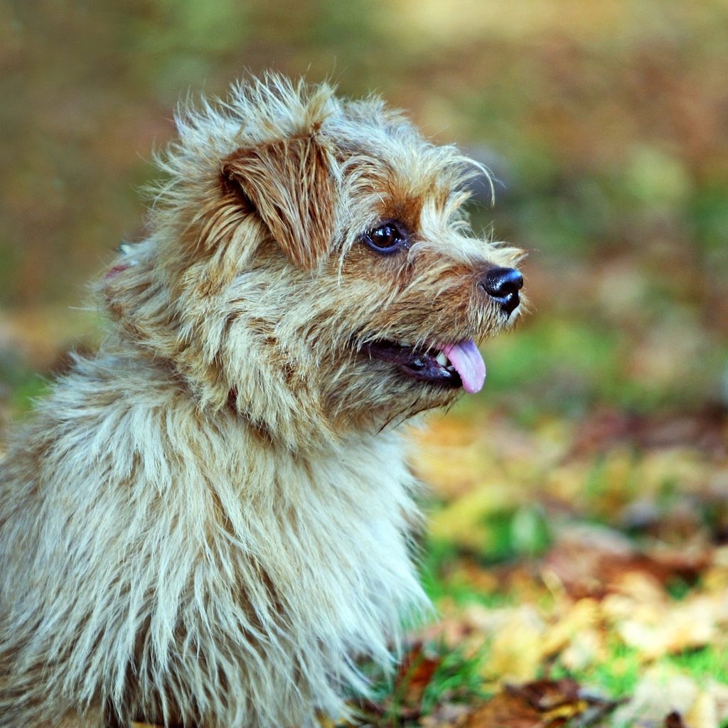 A Norfolk terrier sits outside, looking to the side