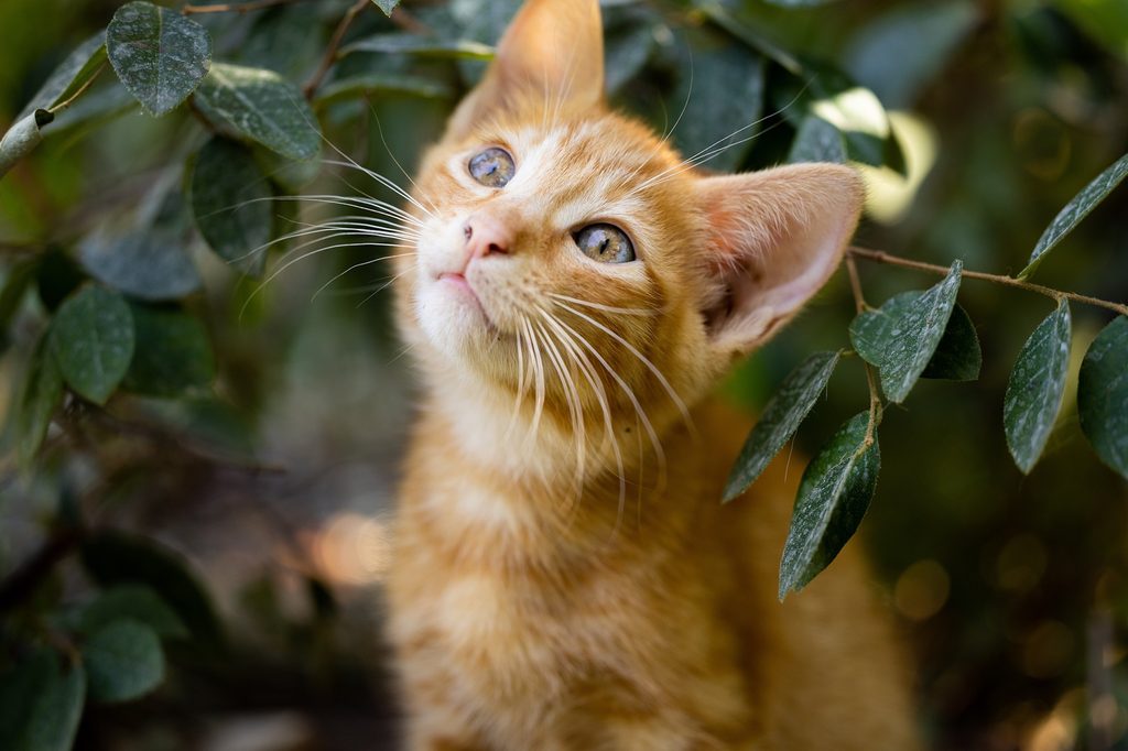 An orange tabby kitten sits in a bush and looks up