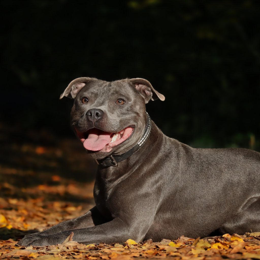 A Staffordshire bull terrier lies on a pile of leaves, smiling