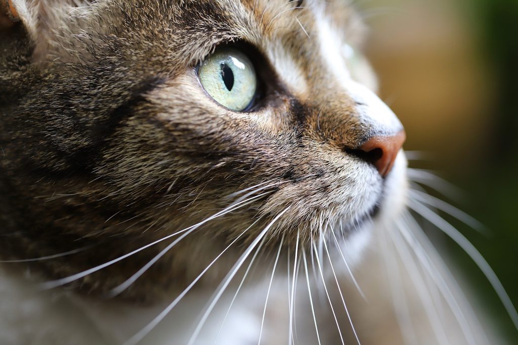 A close-up picture of a tabby cat's nose, eye, and whiskers
