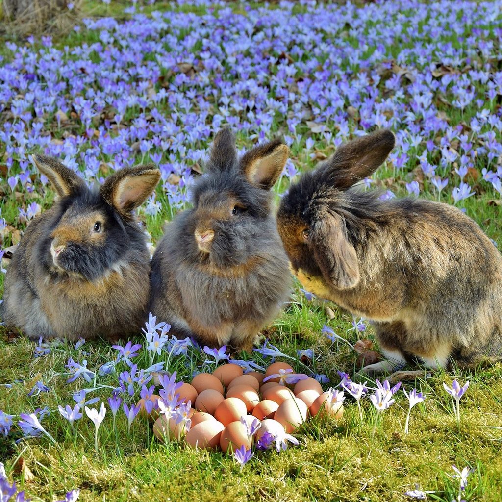 Three rabbits sit in a field of blue flowers around a pile of brown eggs