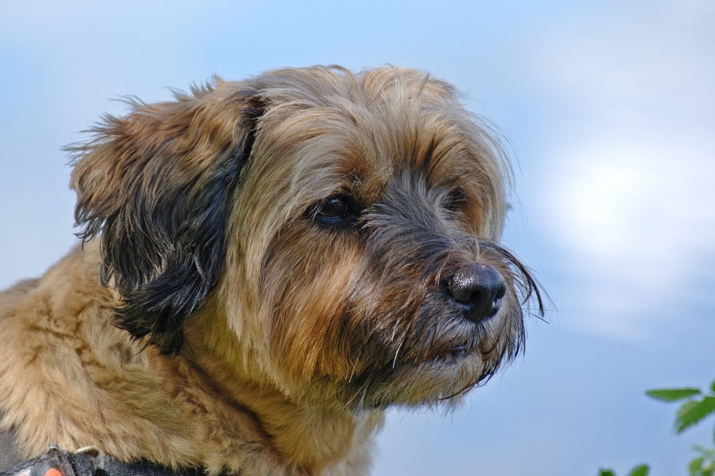 A Tibetan terrier's side profile against a blue sky