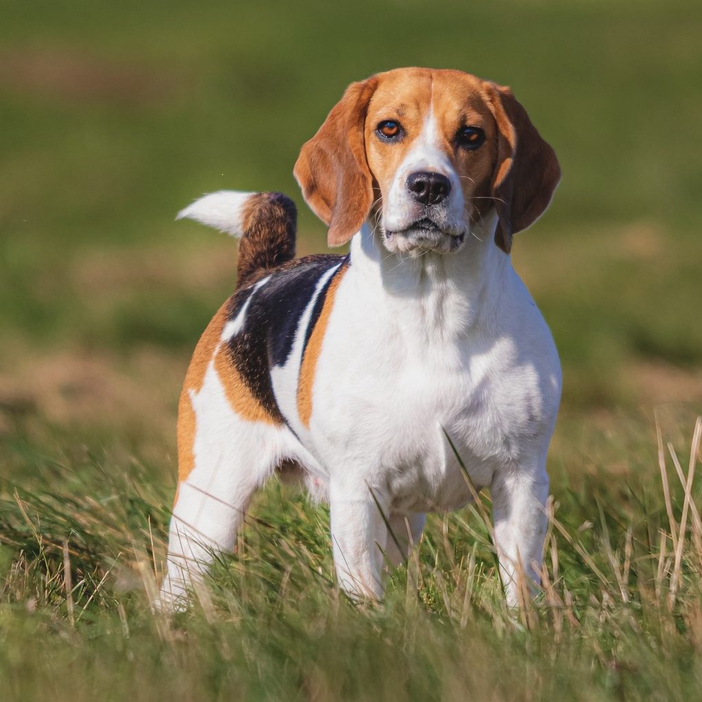 A tricolored dog stands in a grassy field and looks ahead at the camera