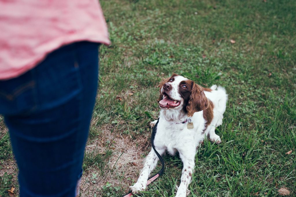 A brown and white dog lies in the grass and looks at the person standing in front of them