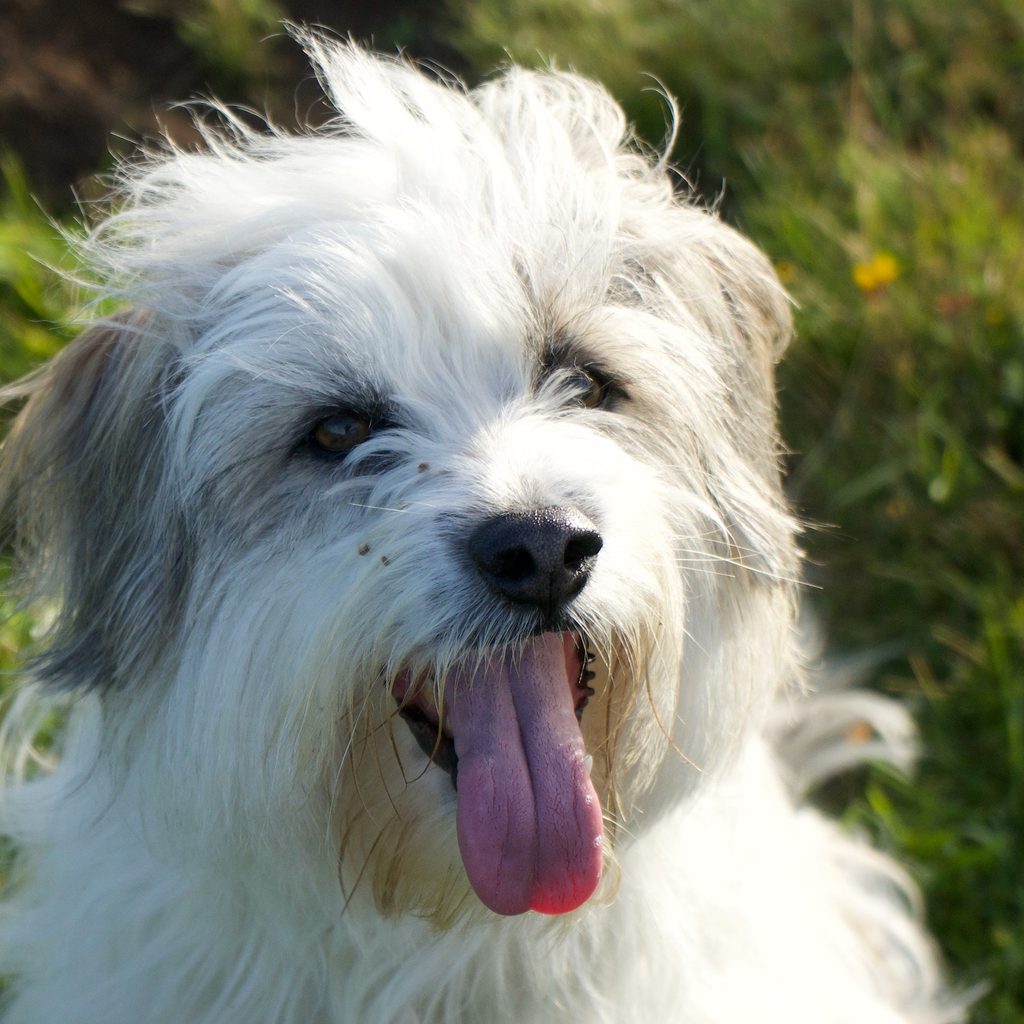 A white Tibetan terrier pants with its tongue out while looking ahead