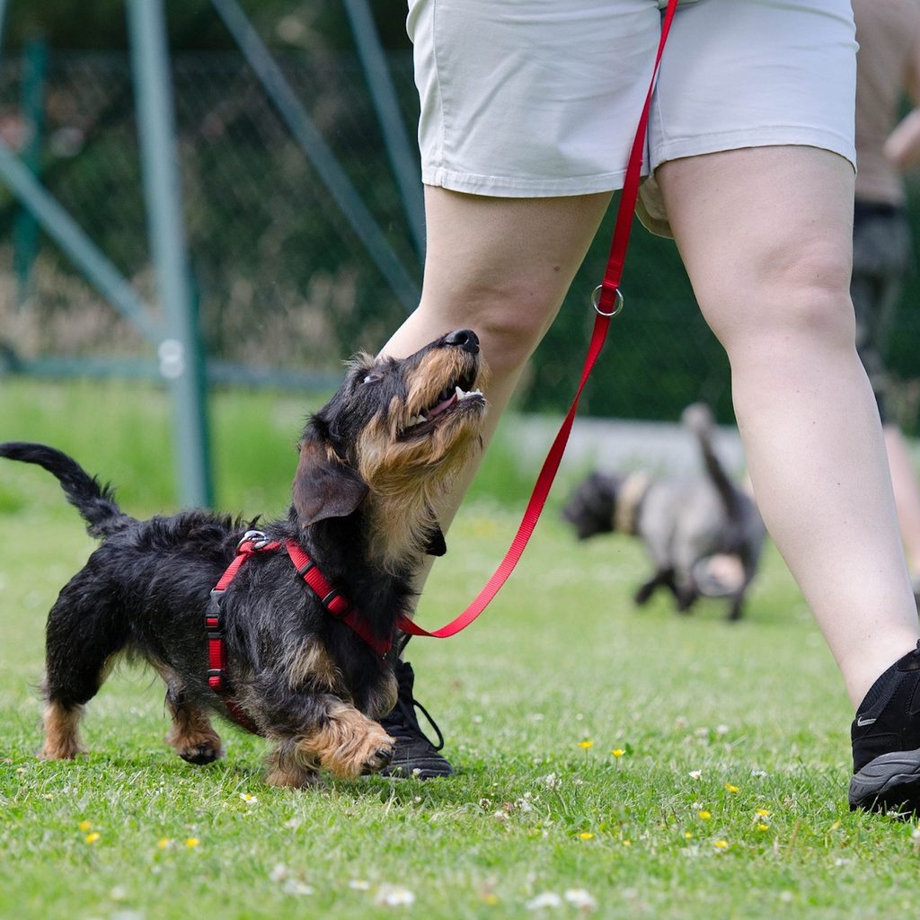 A wire-haired dachshund walks next to their owner and looks up at them