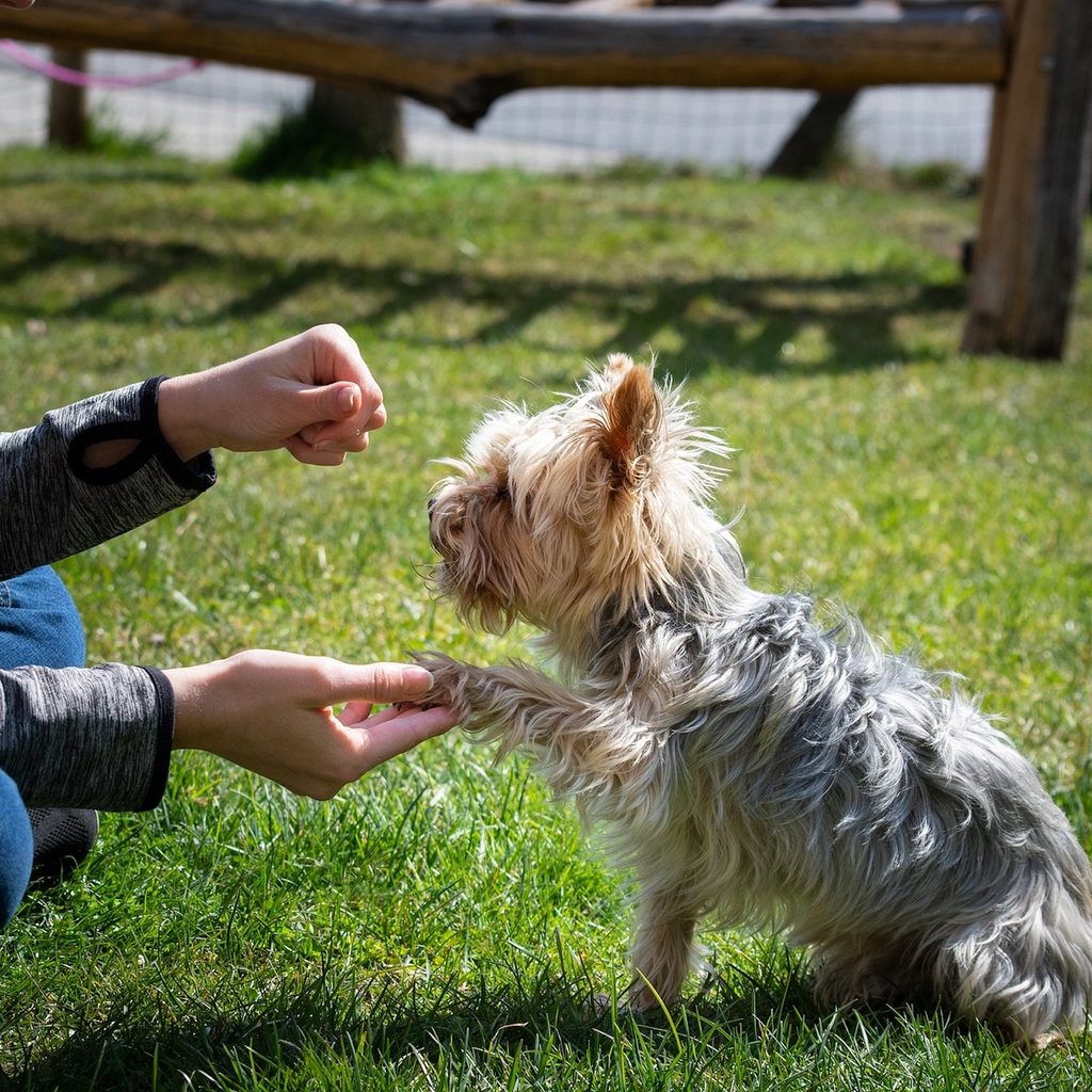 Yorkshire terrier dog paw training outdoors