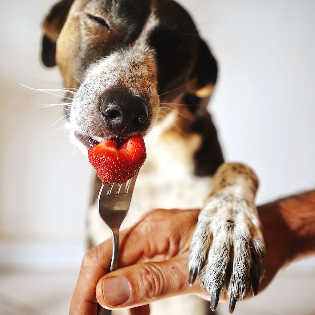 A brown and white dog eats a strawberry off a fork