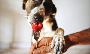 A brown and white dog eats a strawberry off a fork