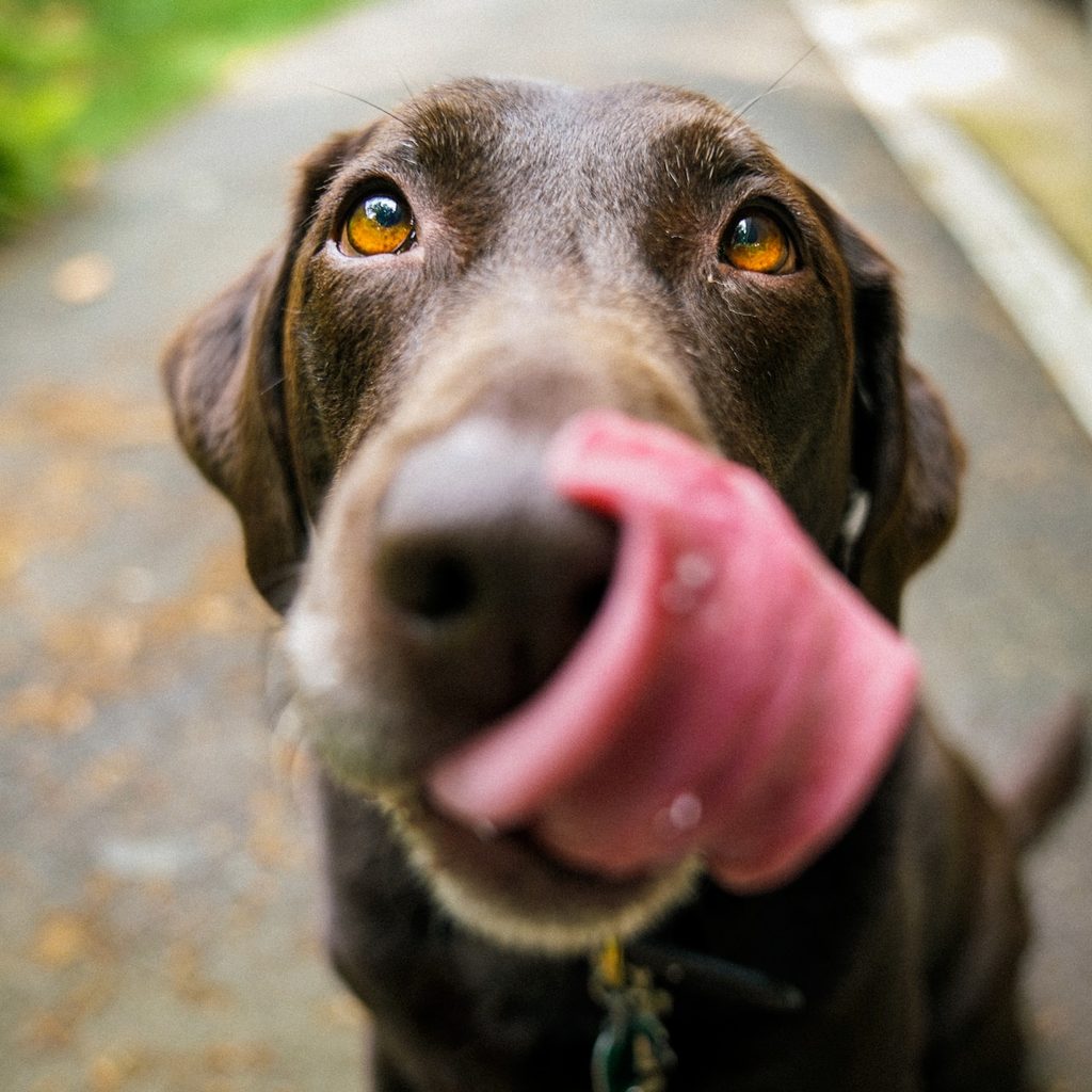 A chocolate brown lab licks his lips.