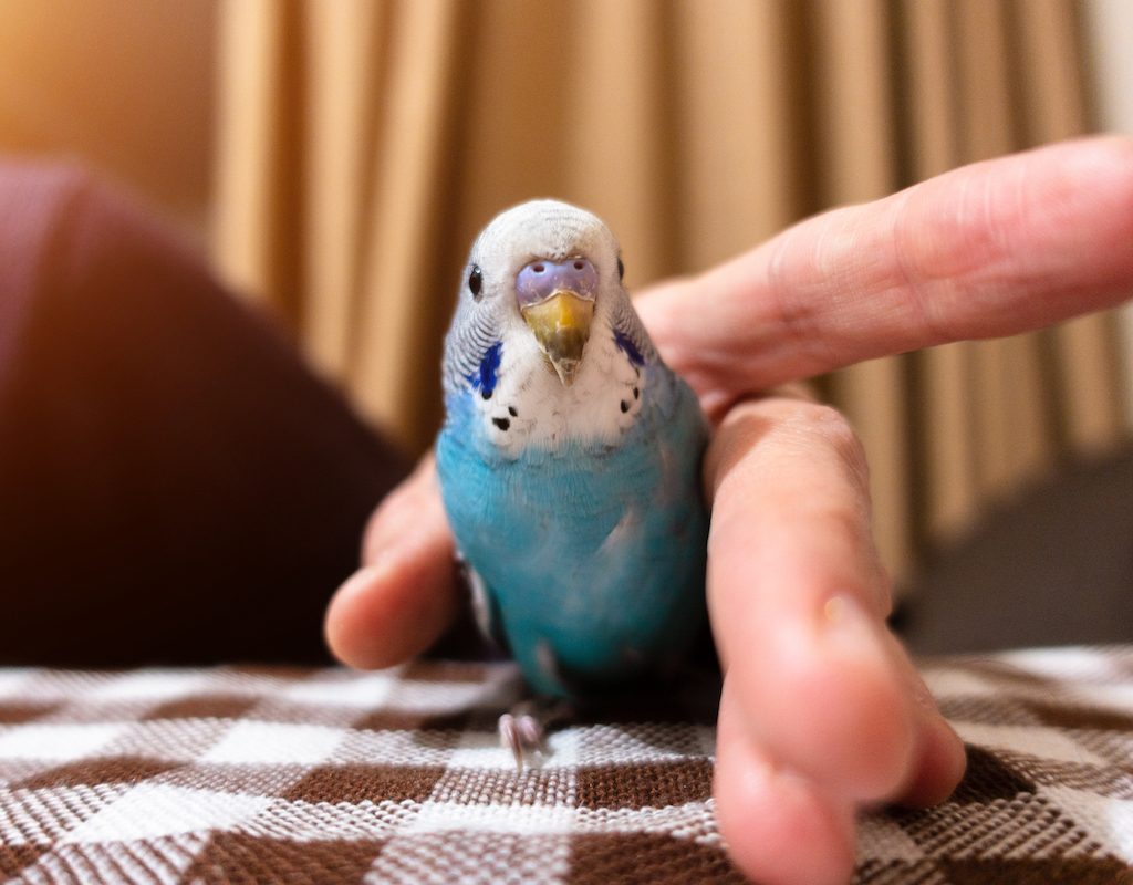 A male blue budgie in a hand