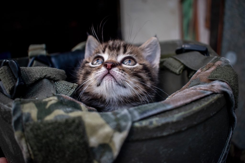 Kitten peeks out of a military helmet