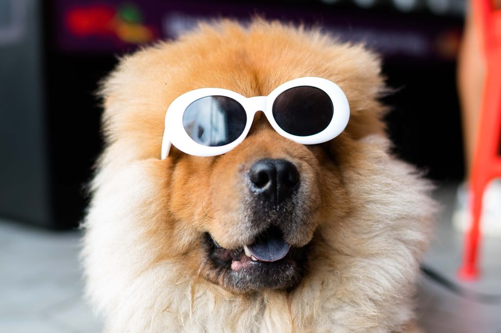 A chow chow dog wearing round white sunglasses looks forward with an open mouth
