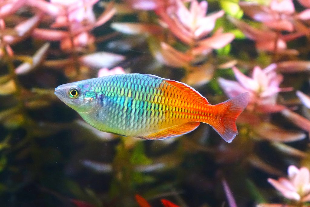A colorful rainbowfish swims in front of plants in an aquarium