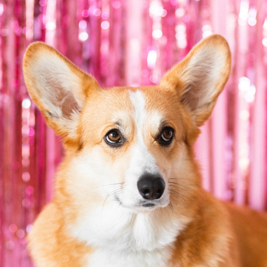 A corgi dog standing in front of a pink background looks up and to the side with big eyes