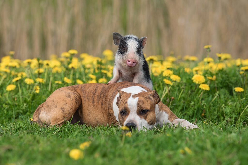 A pig perches on a dog in the grass with flowers