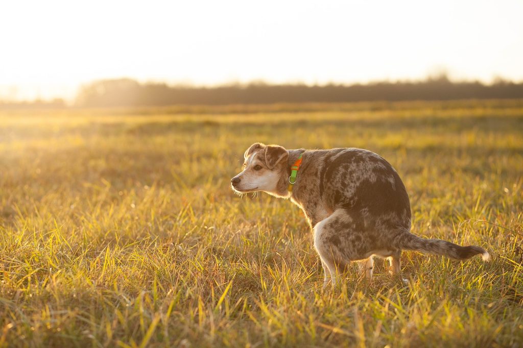 A large dog squats to poop in a field of tall golden grass