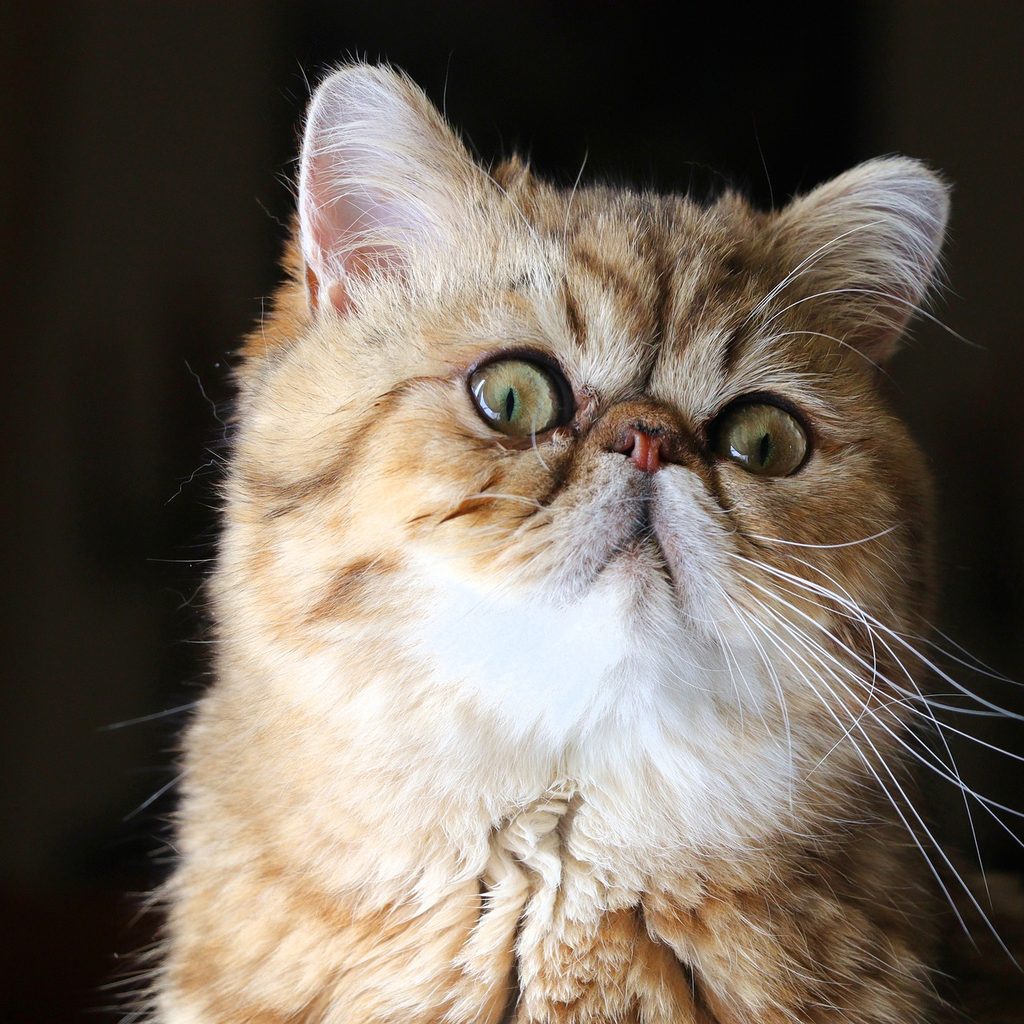A beige exotic shorthair cat with green eyes stands in front of a dark background