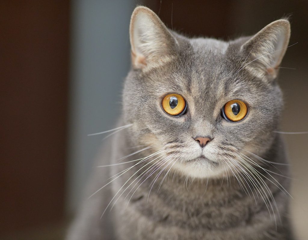 A gray cat with shiny eyes stares at the camera