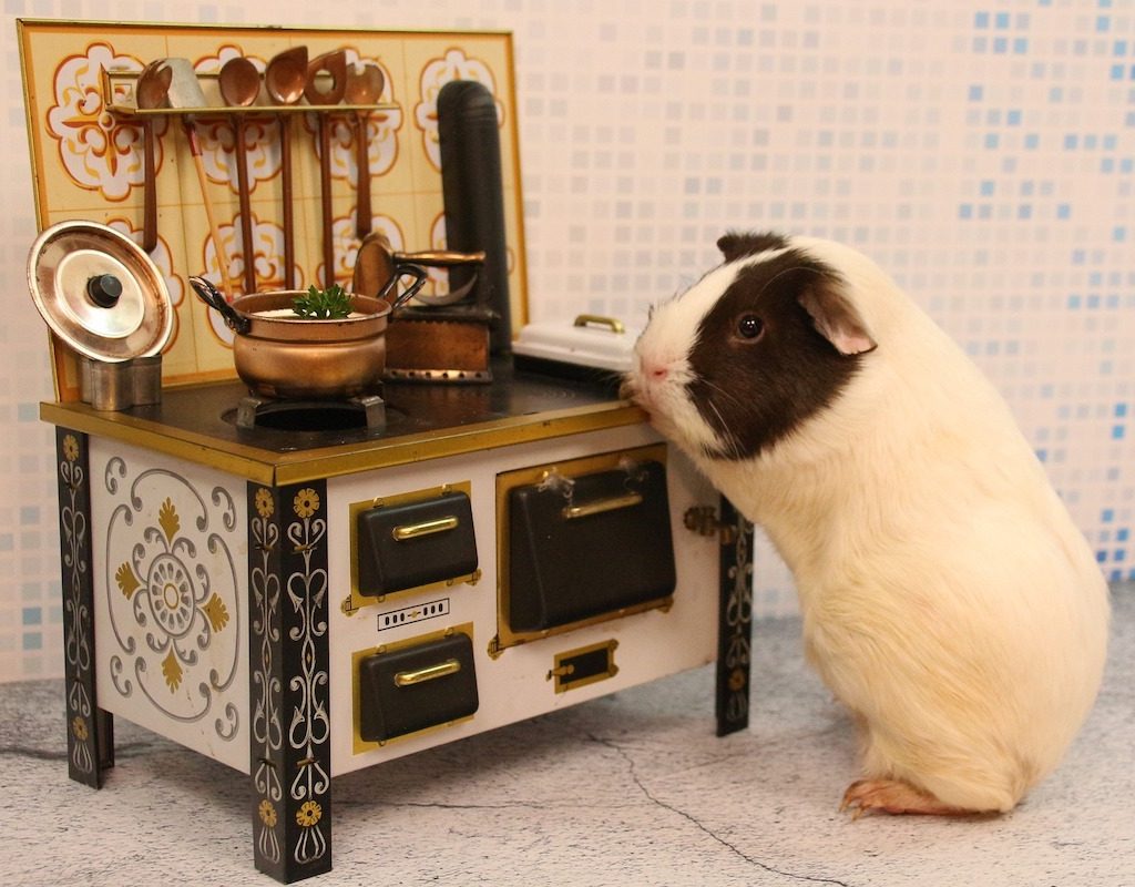 Guinea pig stands next to a toy stove in the "kitchen"