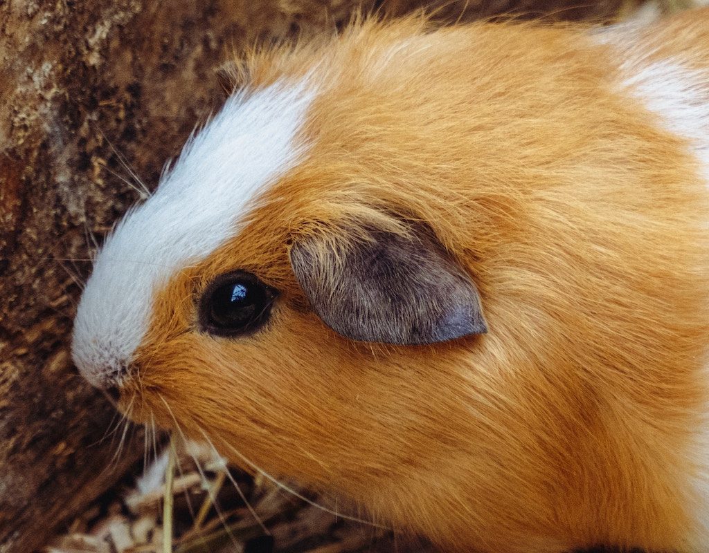 Guinea pig sits next to a tree branch
