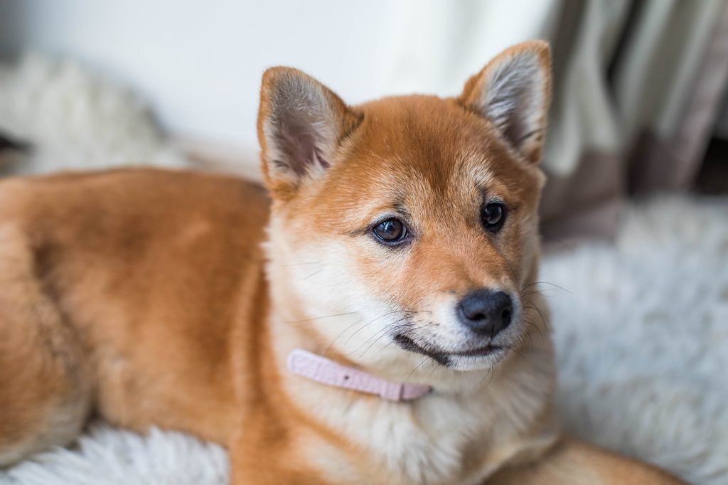 A Hokkaido dog sits on a white bed